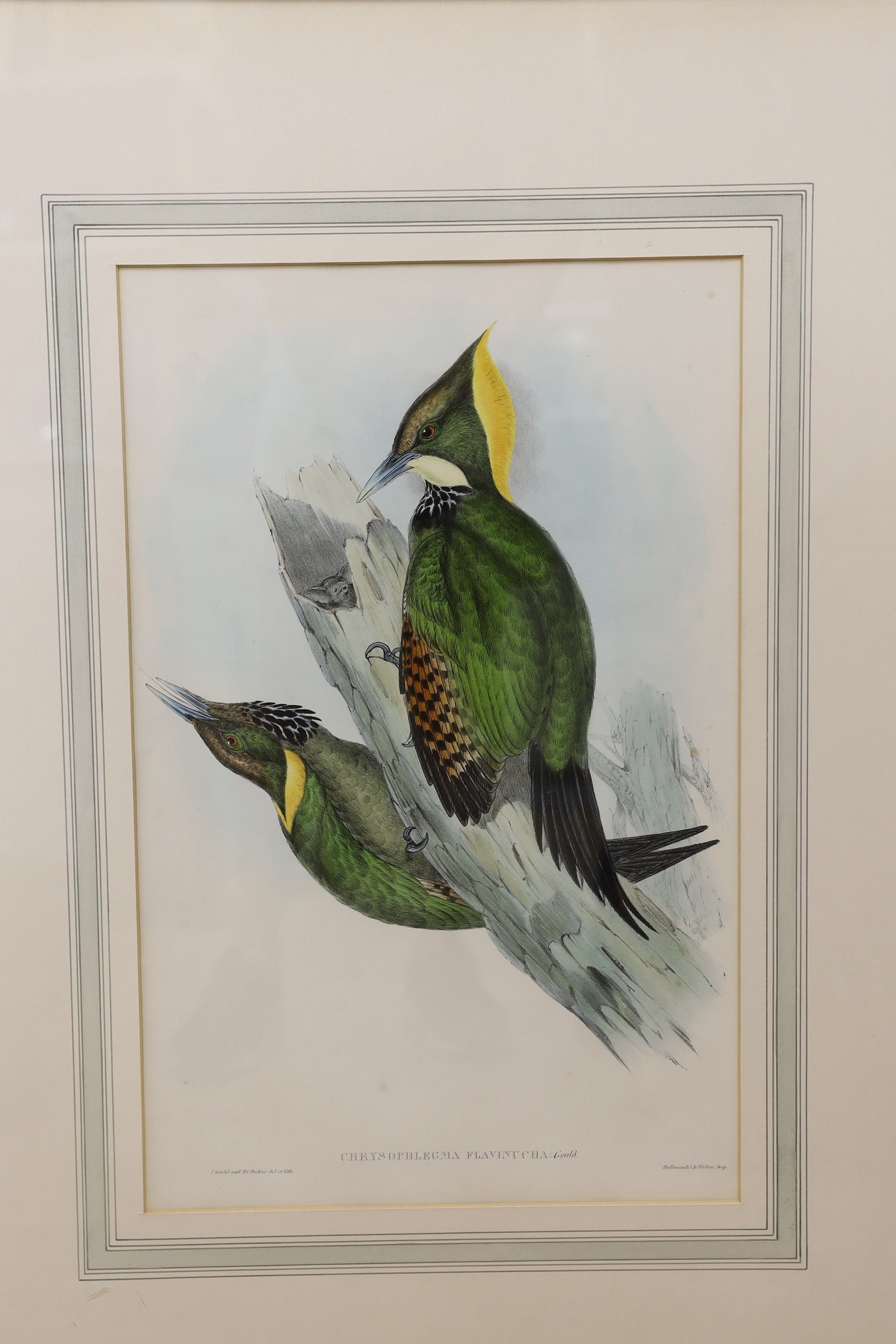 After Gould and Richter, six coloured lithographs, Studies of exotic birds, 53 x 34cm